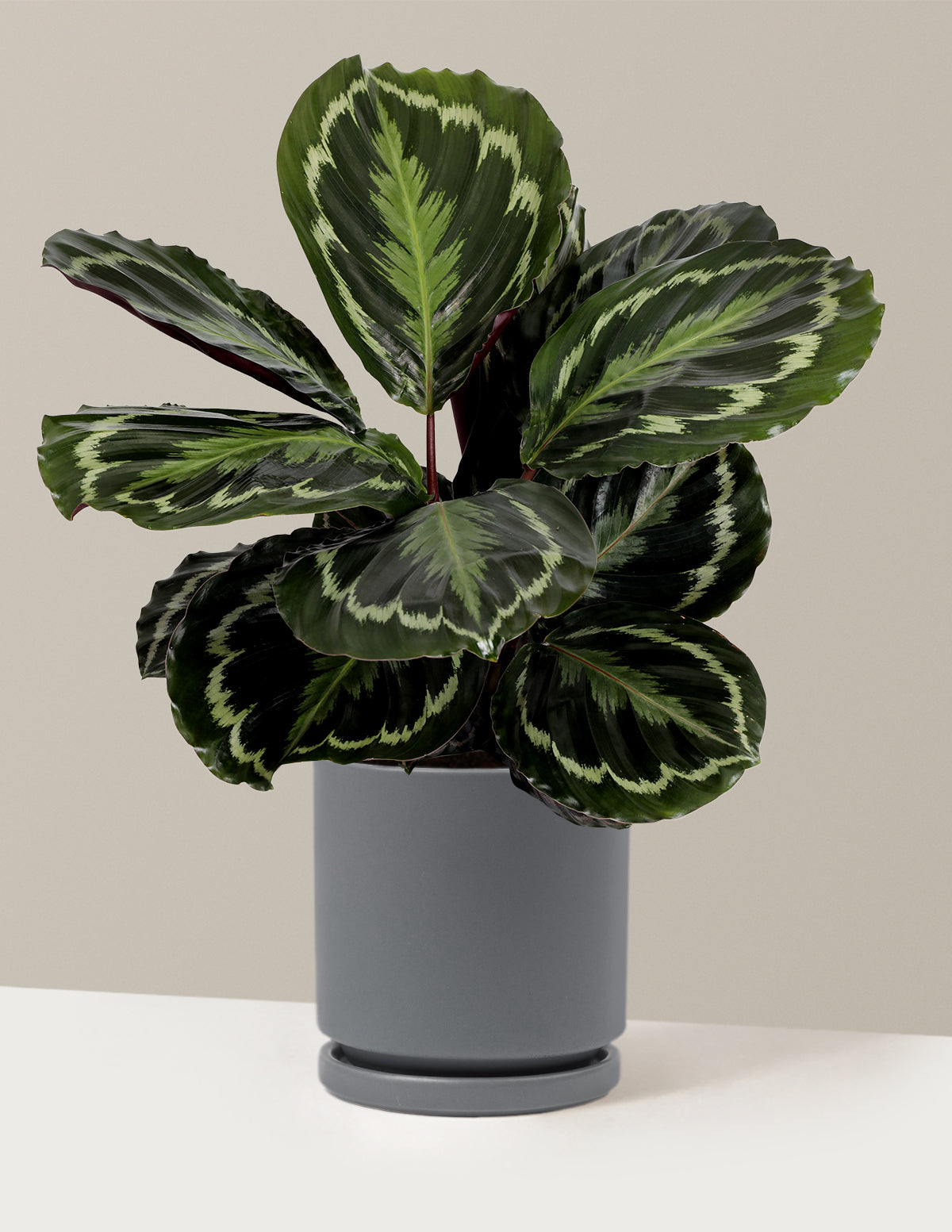 Calathea Medallion