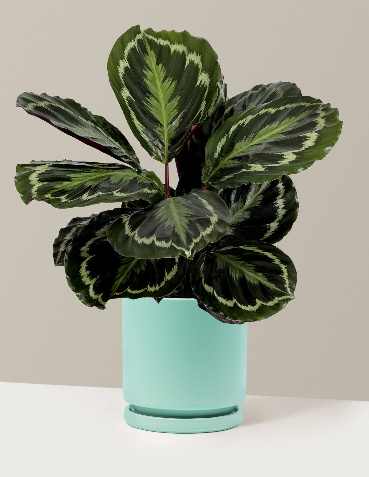 Calathea Medallion