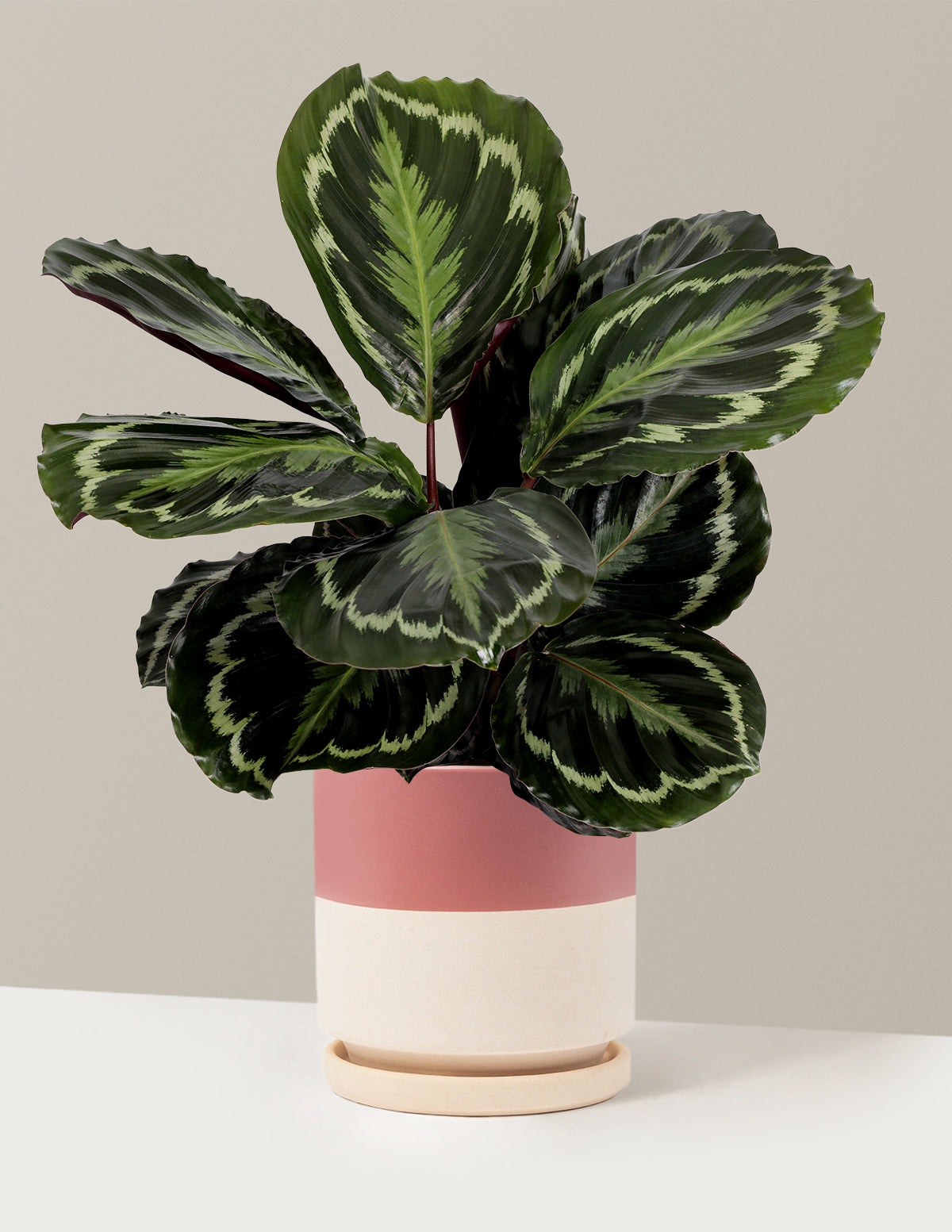 Calathea Medallion