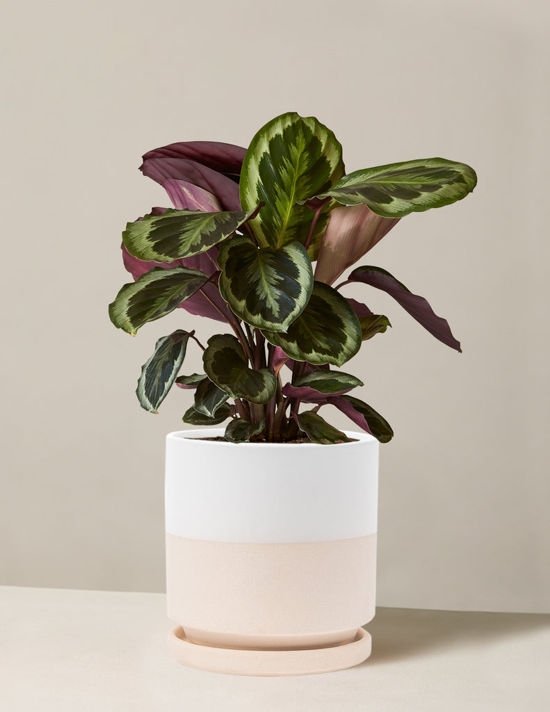 How to care for a Calathea Medallion