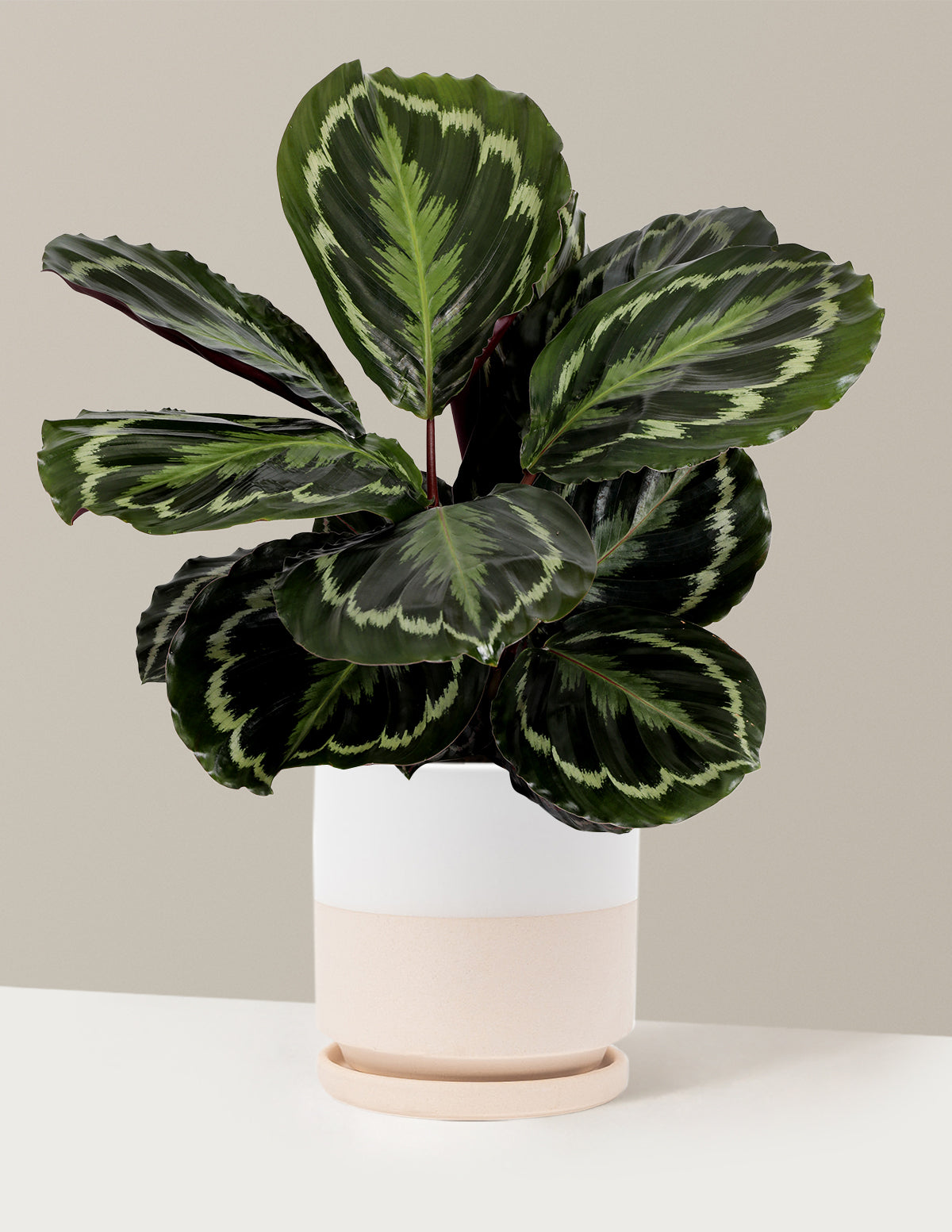 Calathea Medallion