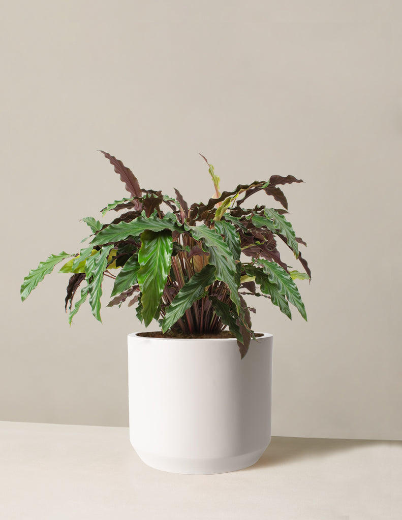 How to care for a Calathea Wavestar