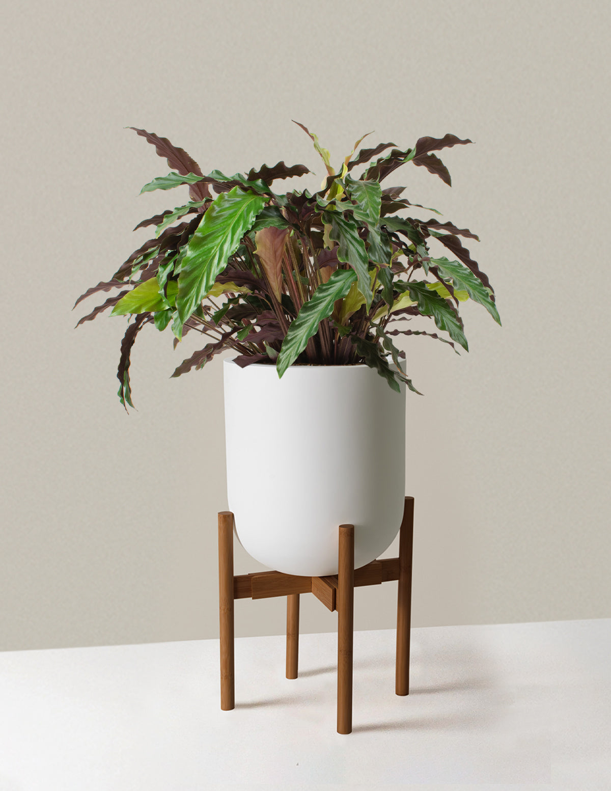 Large Calathea Wavestar