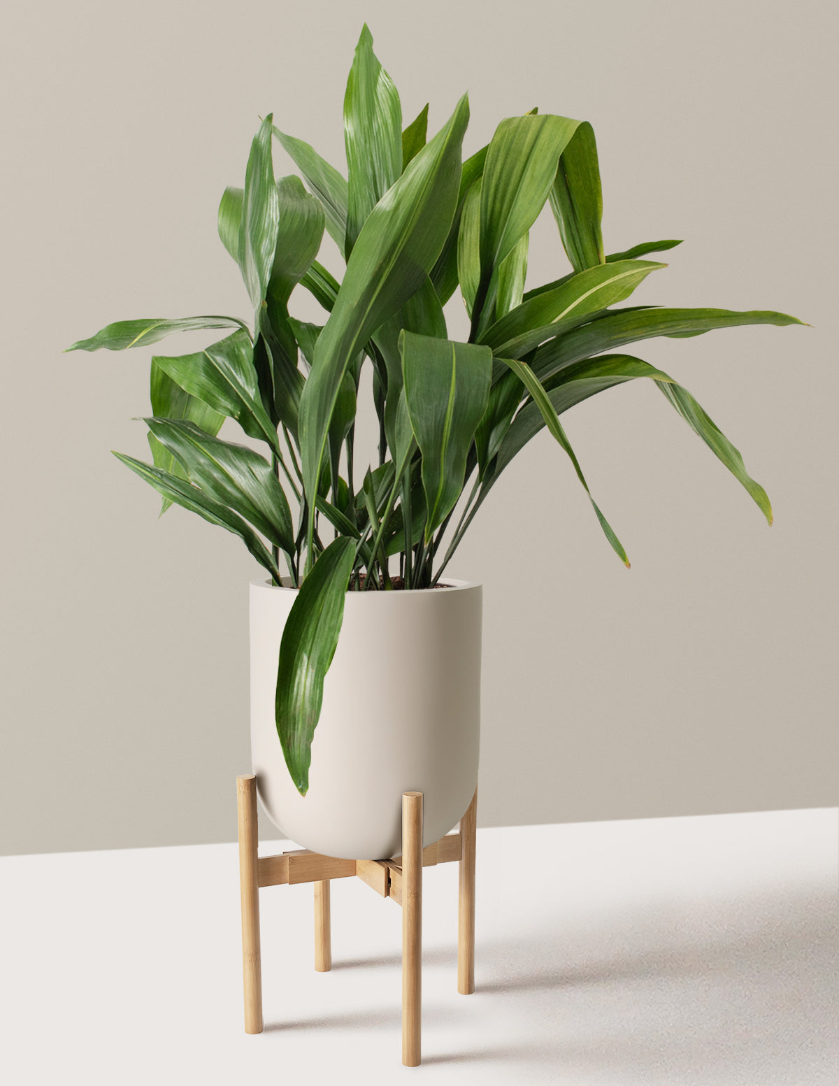 Large Cast Iron Plant