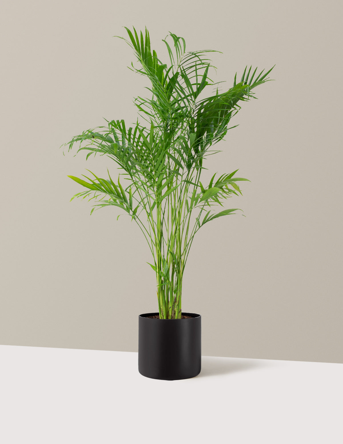Large Cat Palm
