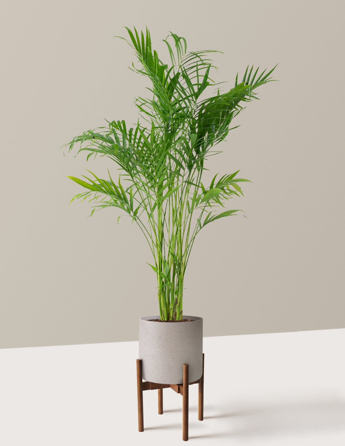 Large Cat Palm