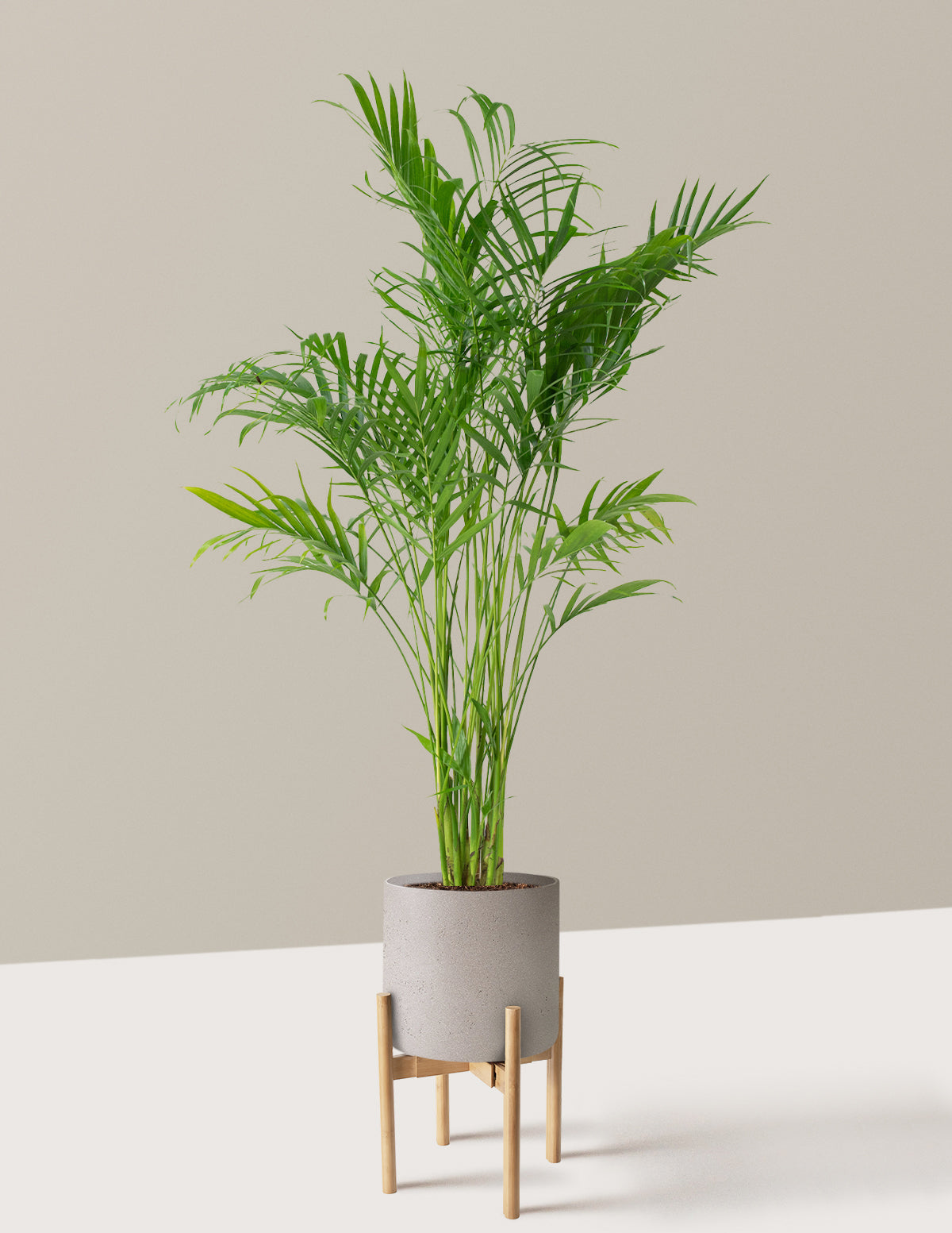 Large Cat Palm