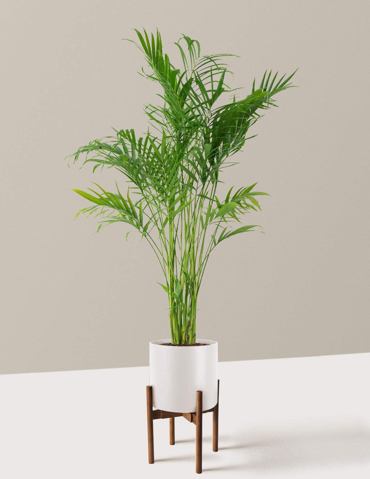 Large Cat Palm