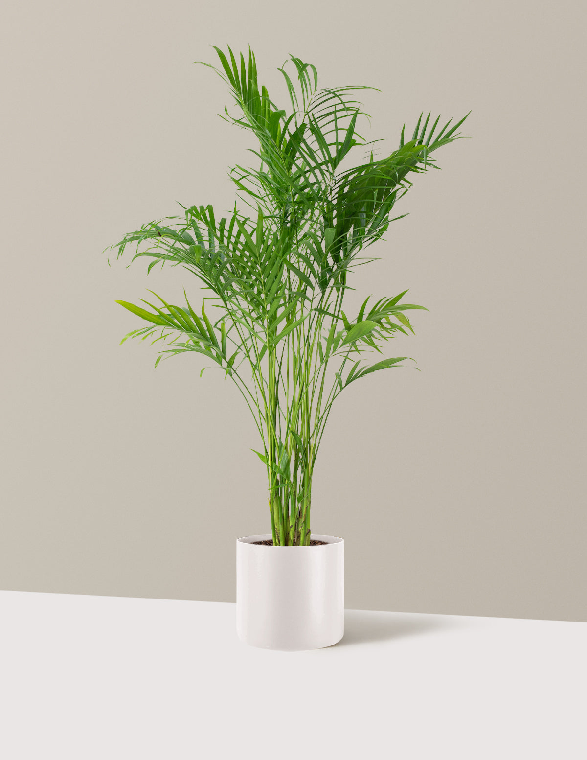 Large Cat Palm