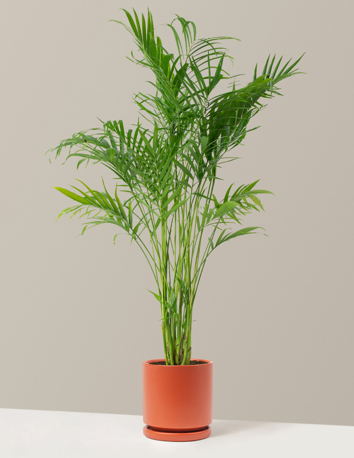 Large Cat Palm