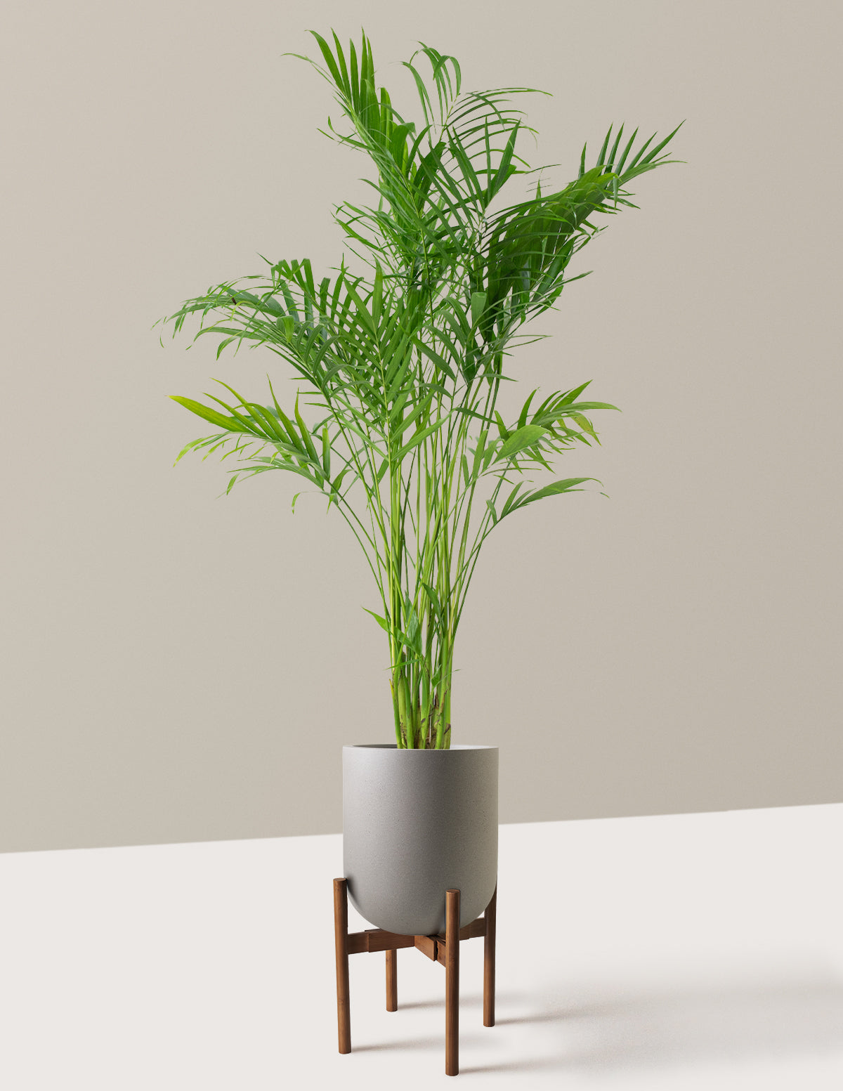 Large Cat Palm