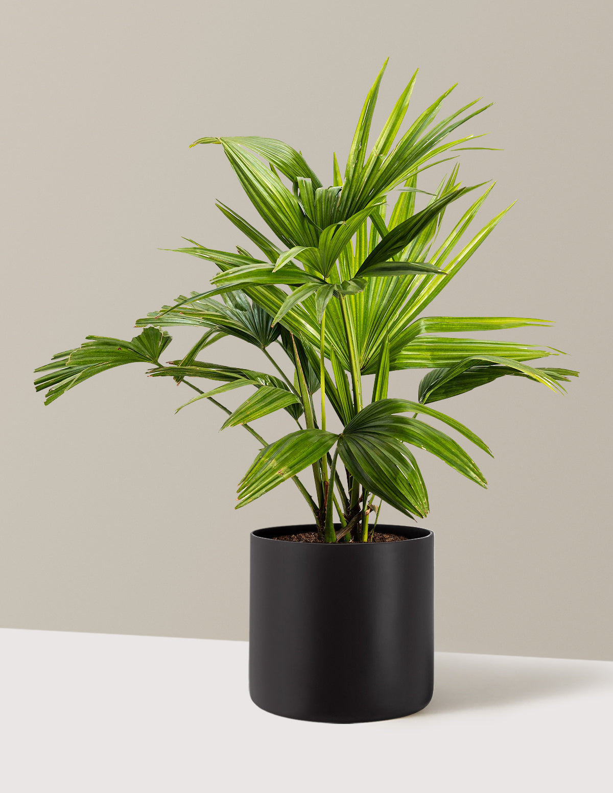 Chinese Fan Palm