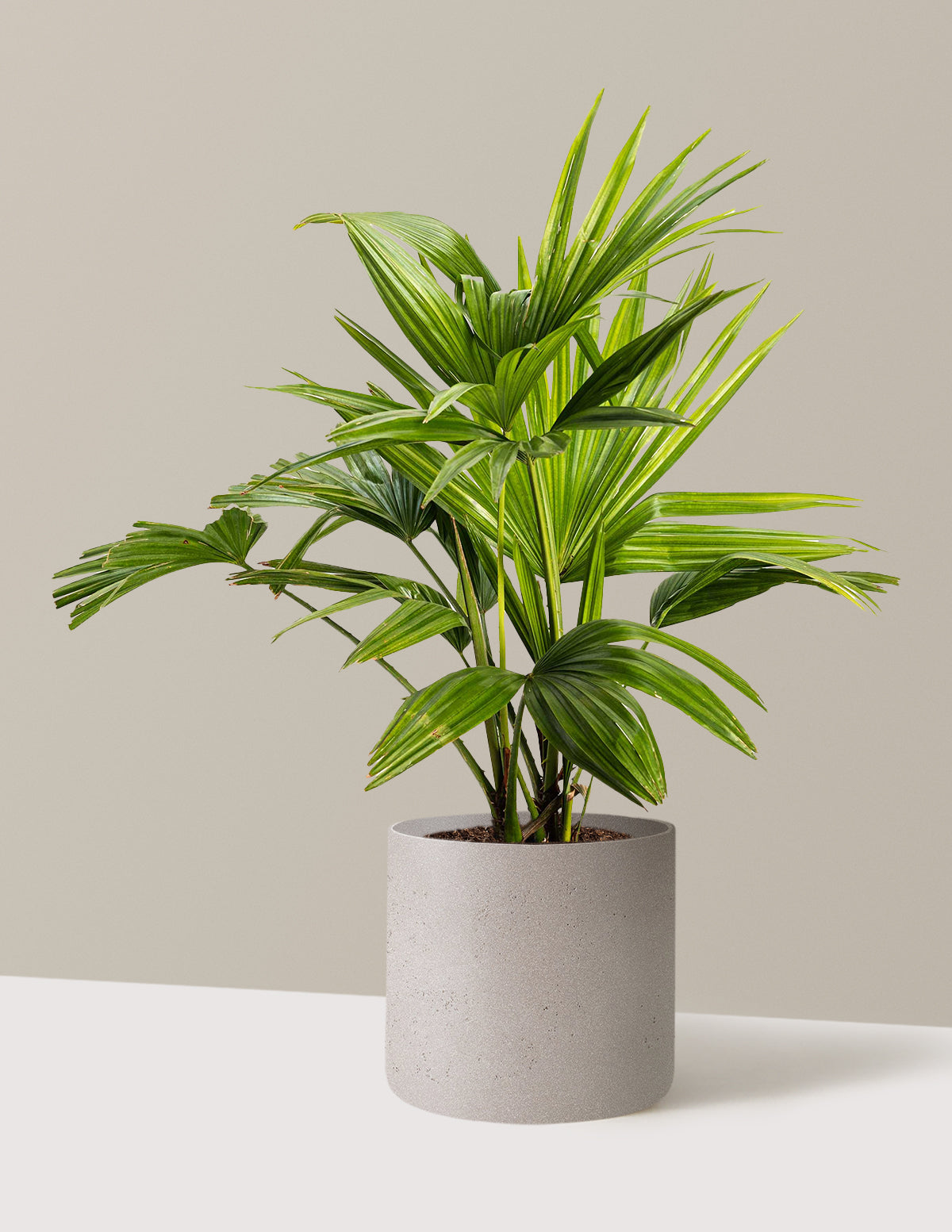 Chinese Fan Palm