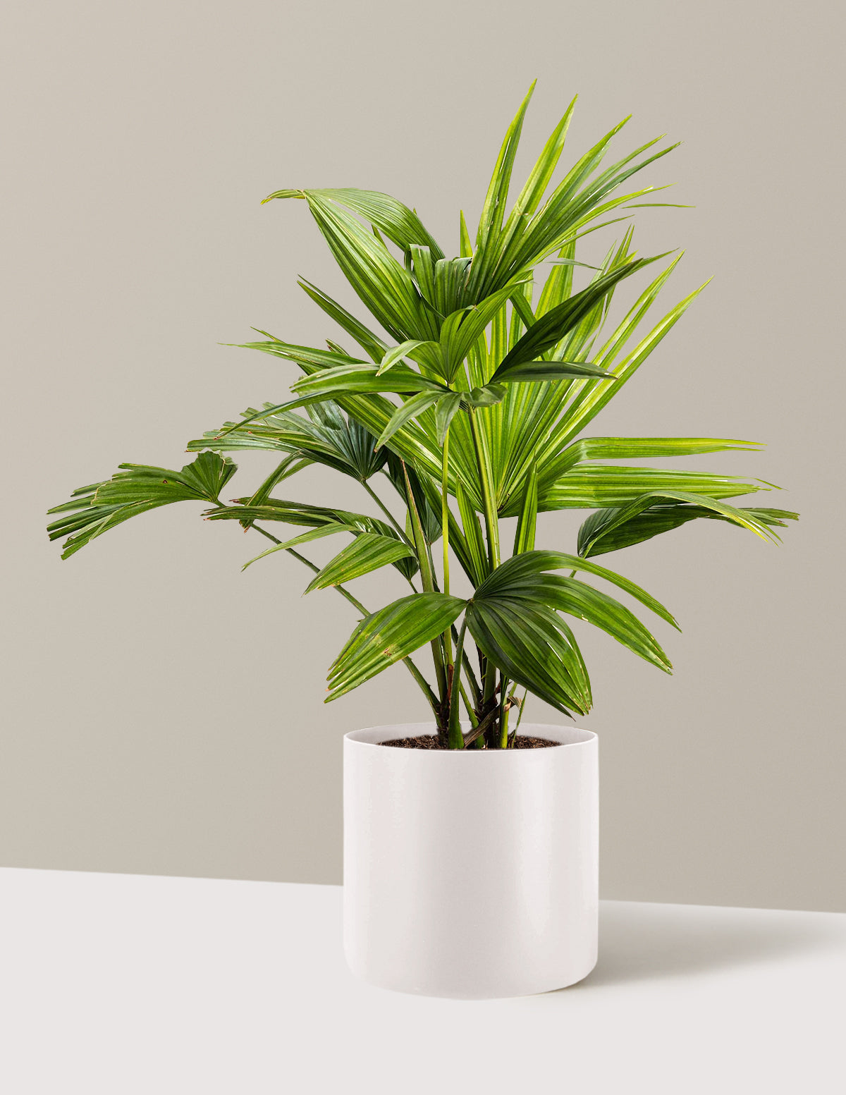 Chinese Fan Palm