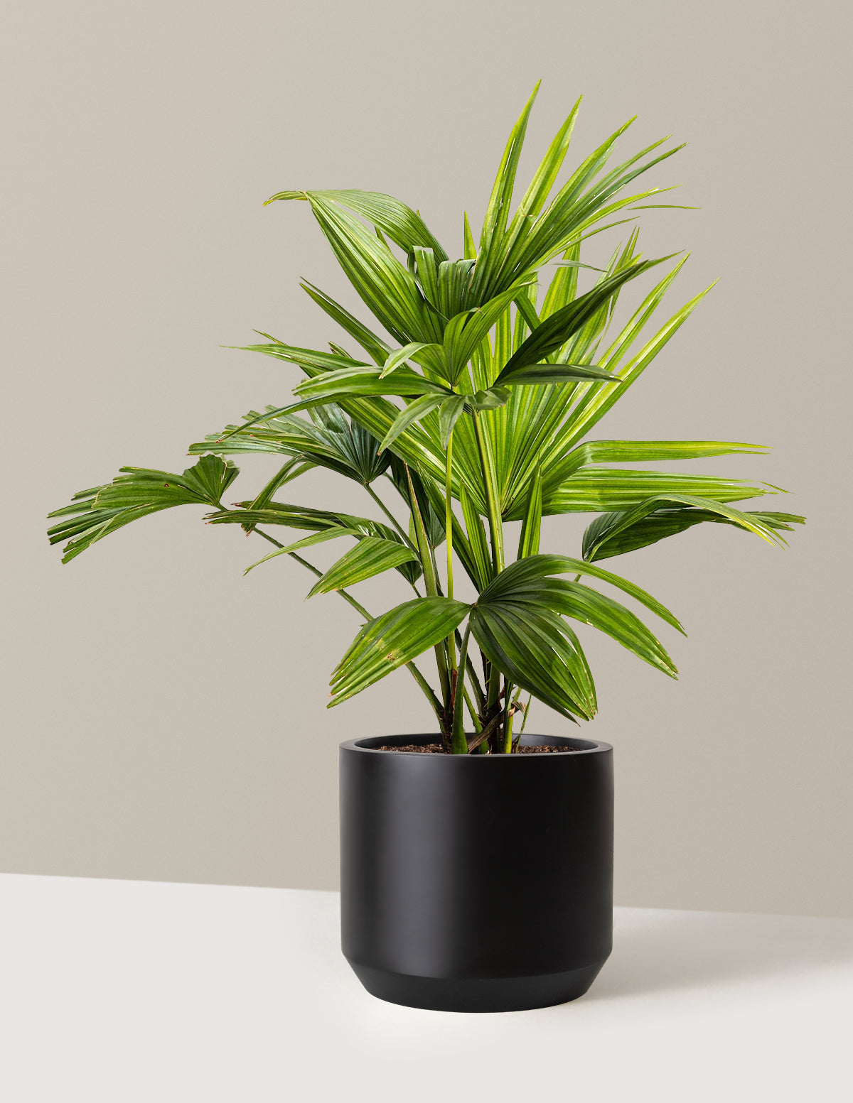 Chinese Fan Palm