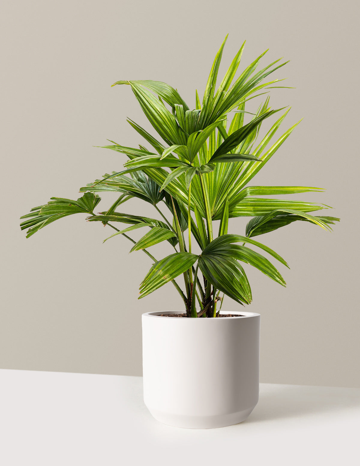 Chinese Fan Palm