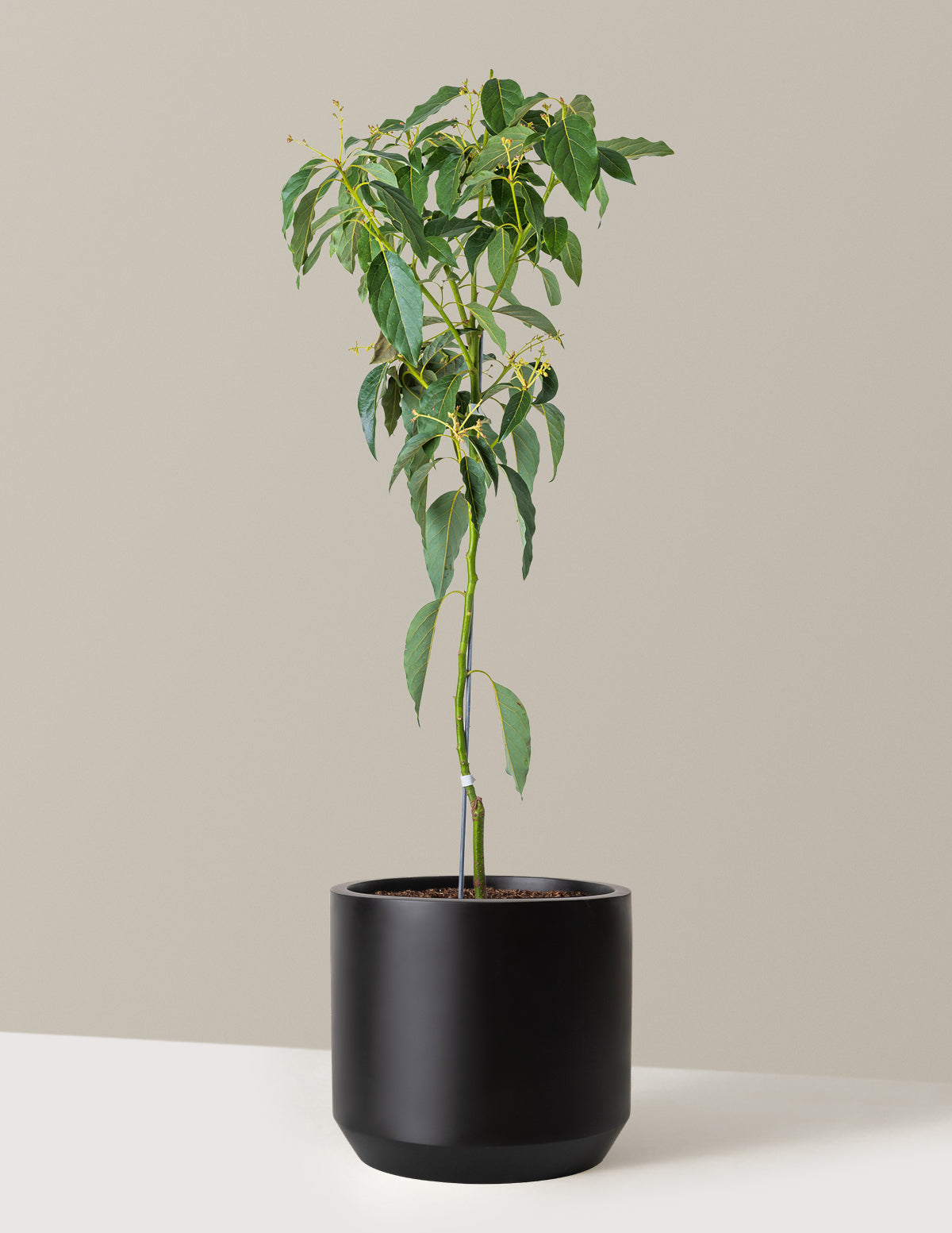 Cold Hardy Avocado Tree