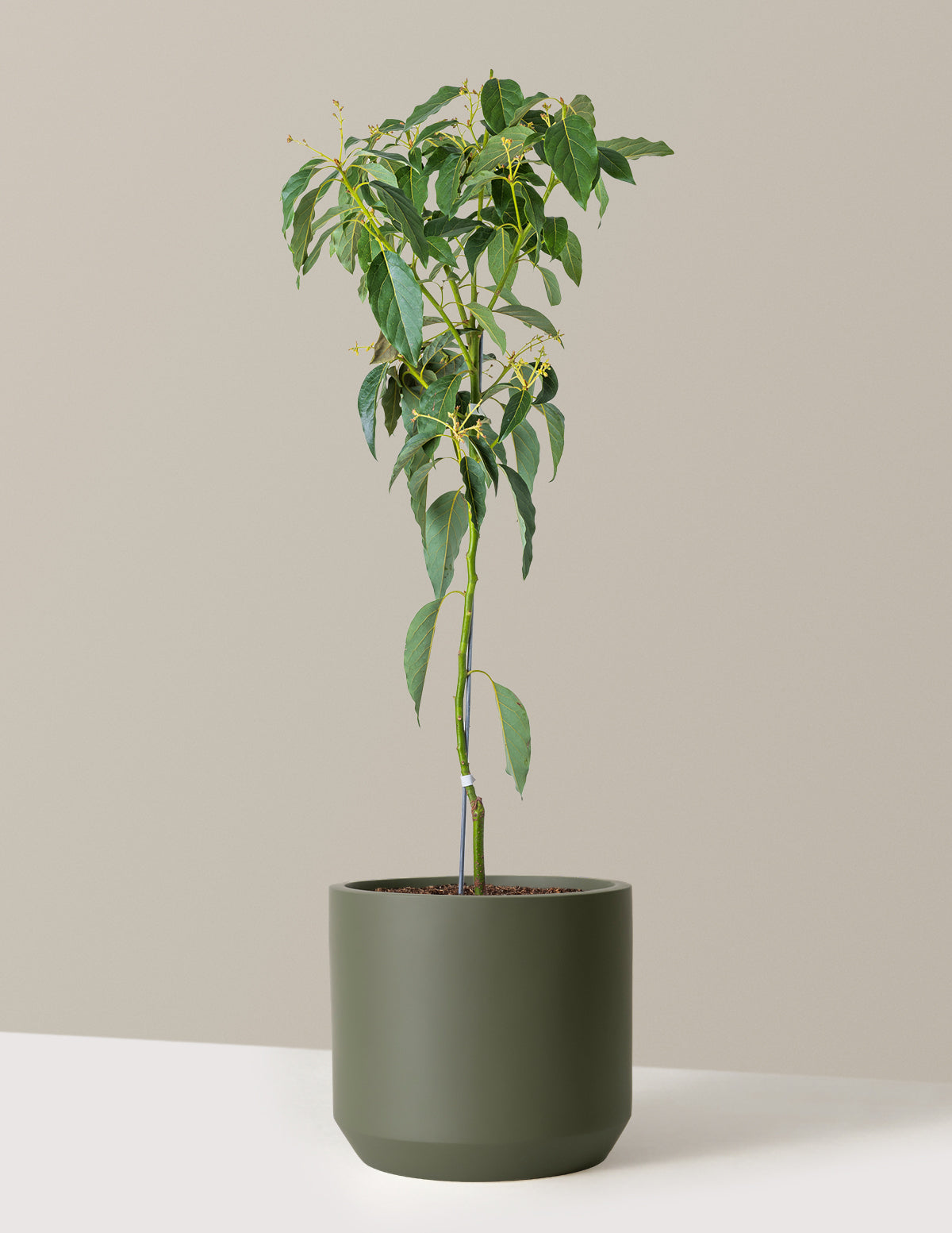 Cold Hardy Avocado Tree