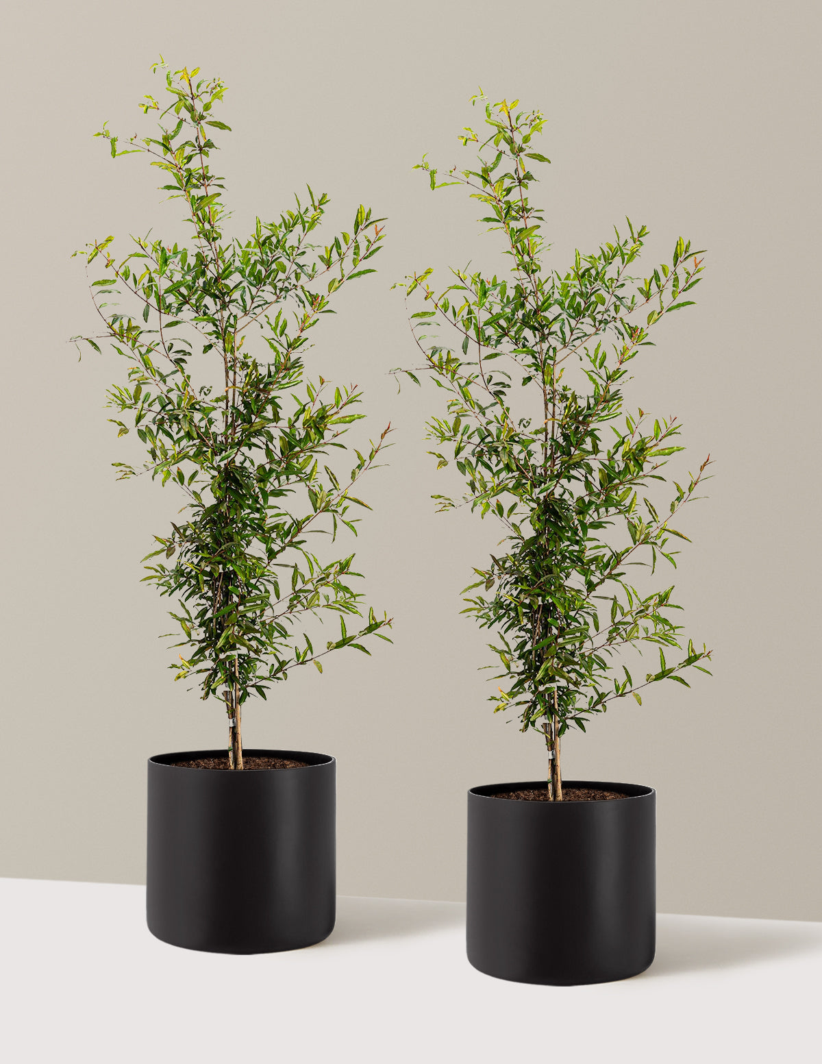 bundle | 3 Gallon - 2 Pack | Agnes | Black