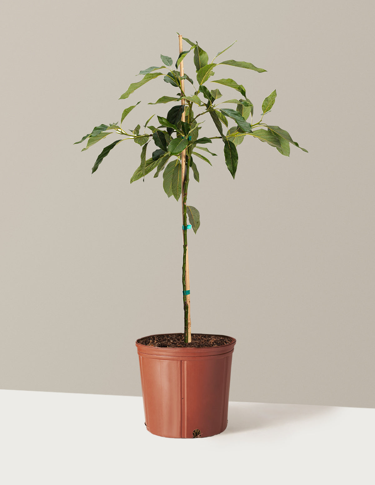 Cold Hardy Avocado Tree