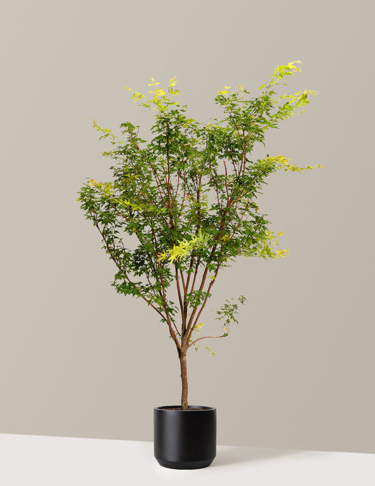 Coral Bark Japanese Maple Tree