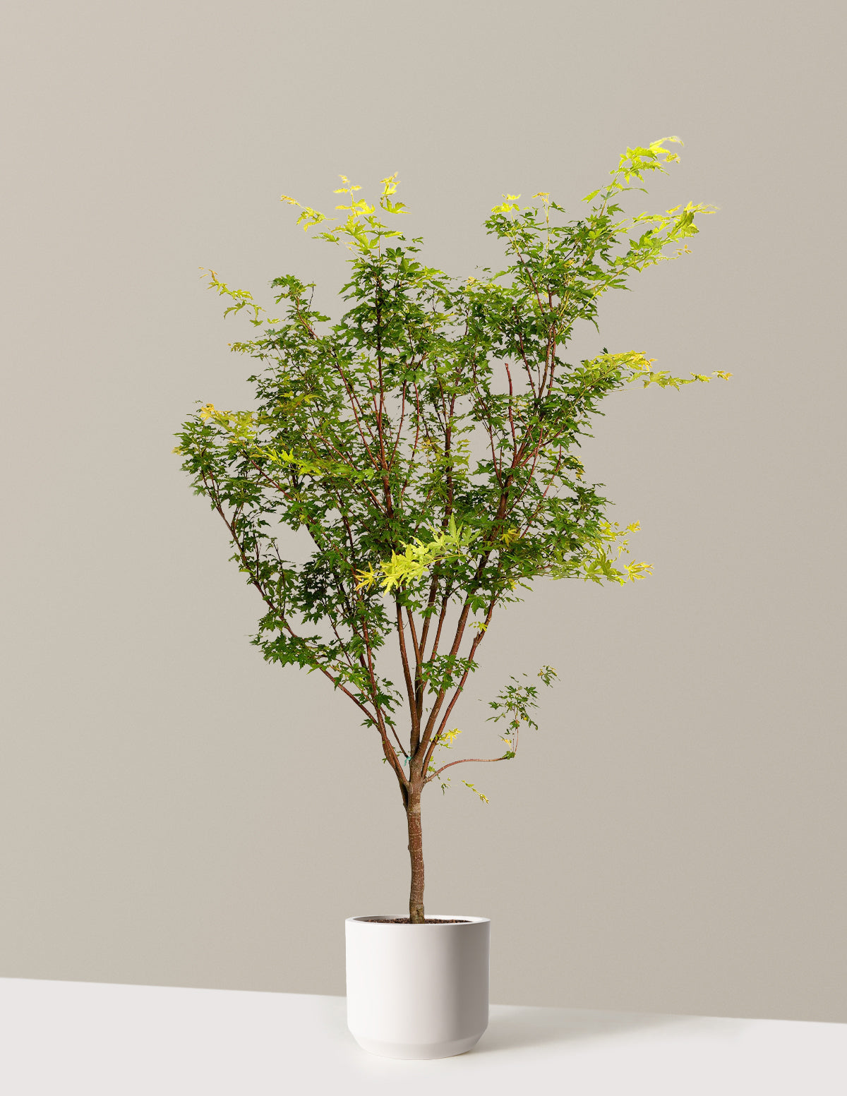 Coral Bark Japanese Maple Tree