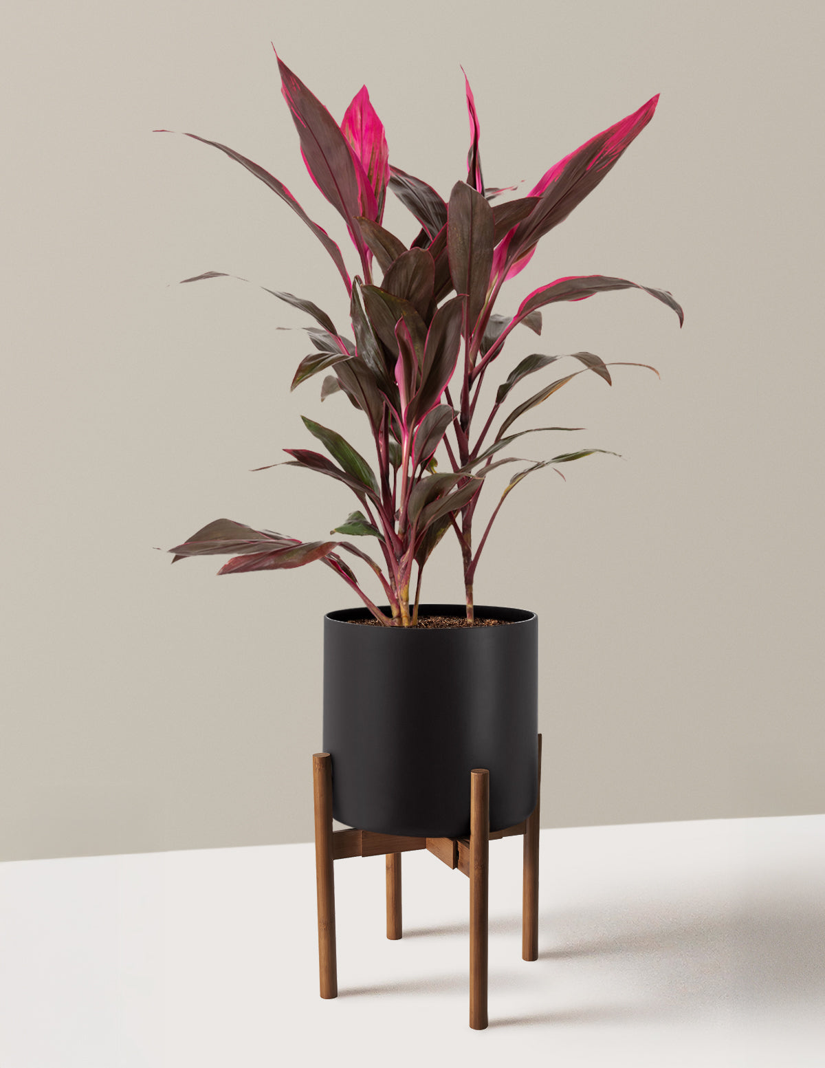 Large Cordyline Red Sister