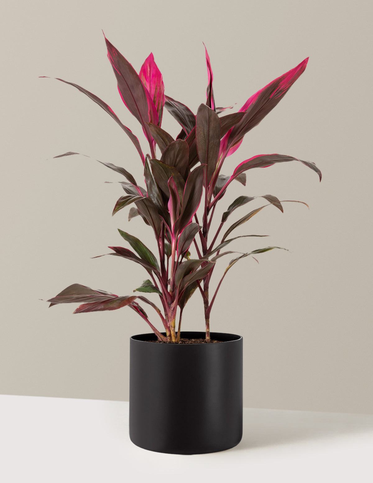 Large Cordyline Red Sister