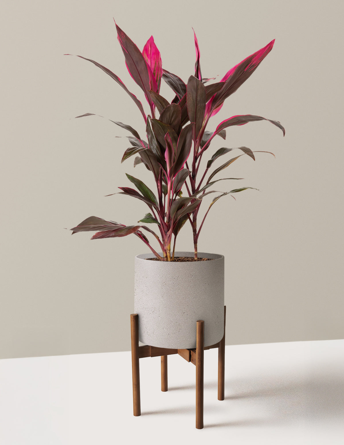 Large Cordyline Red Sister