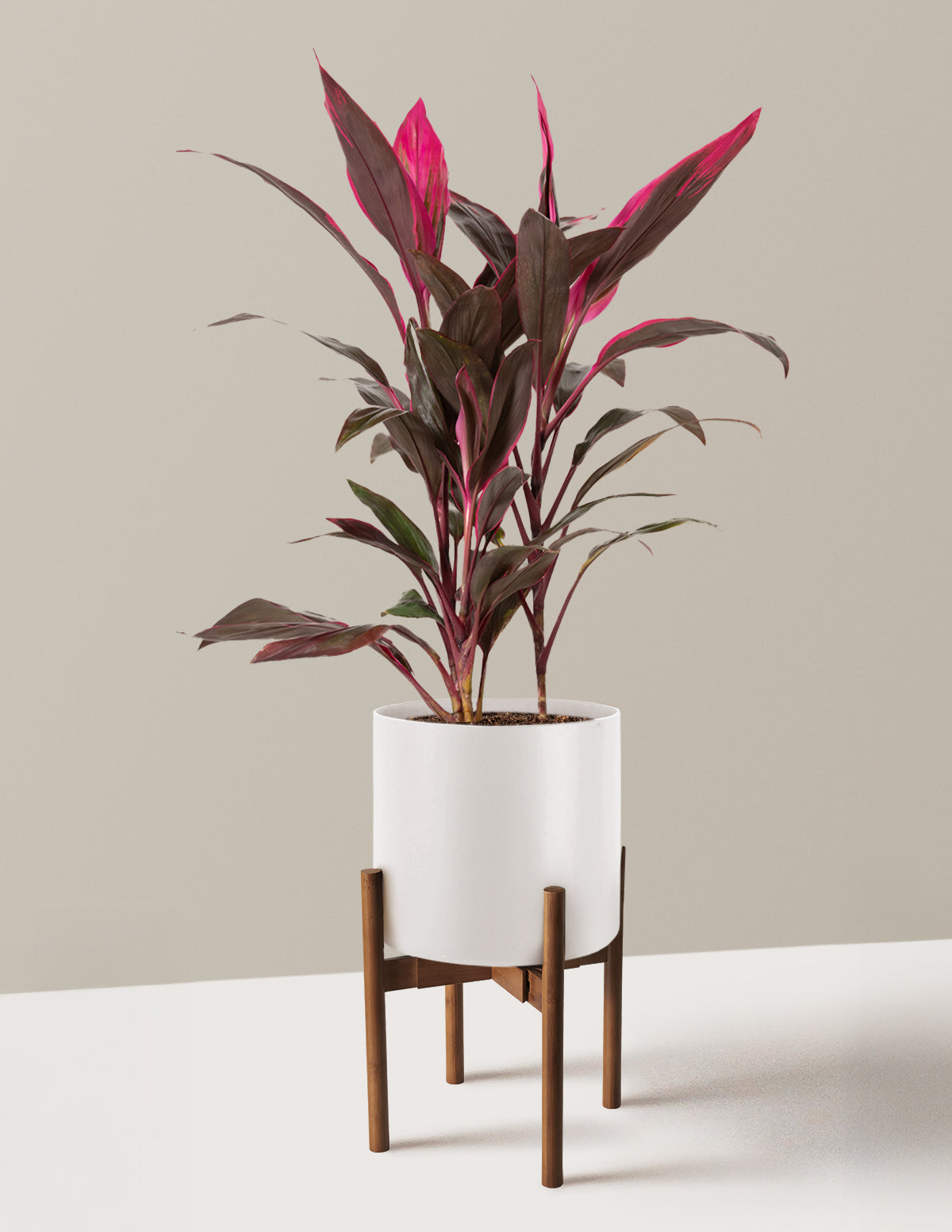 Large Cordyline Red Sister