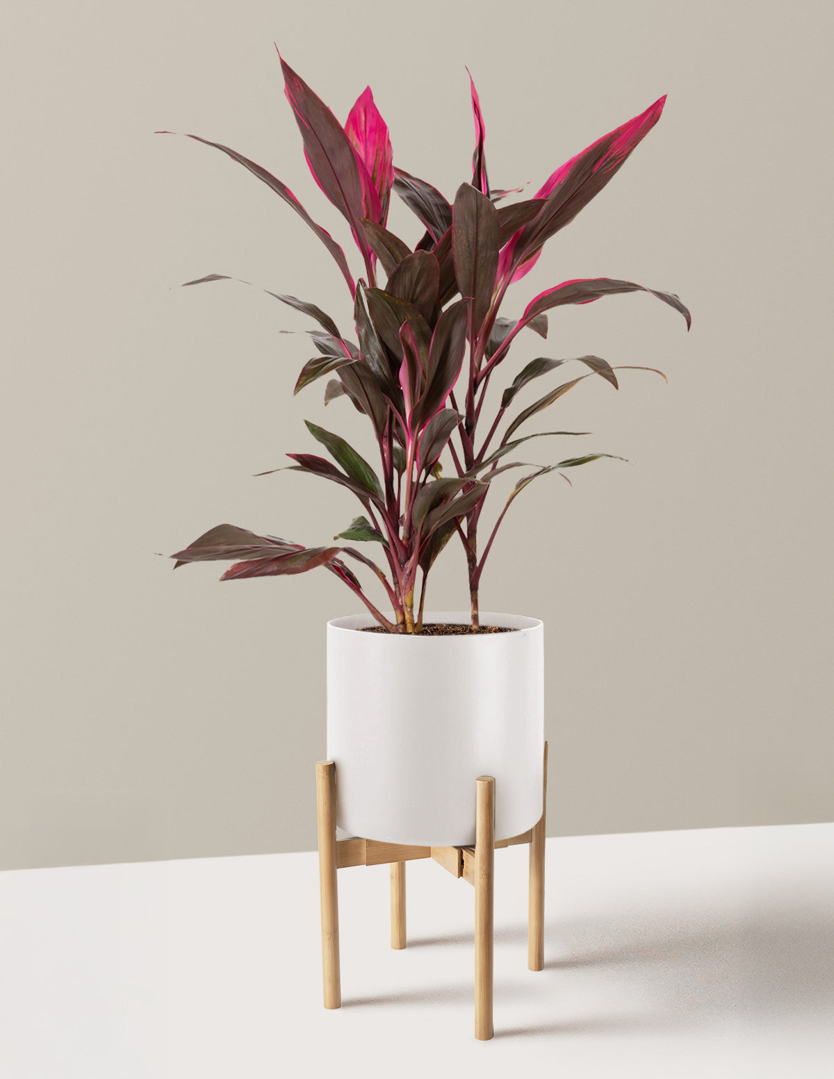 Large Cordyline Red Sister
