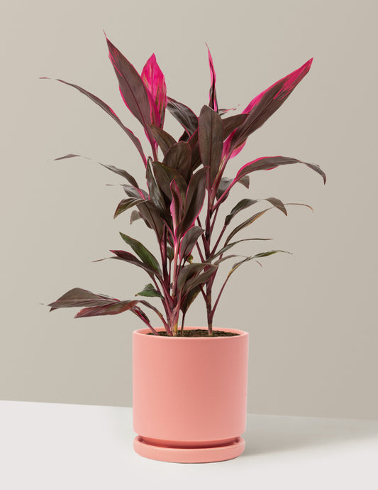 Large Cordyline Red Sister