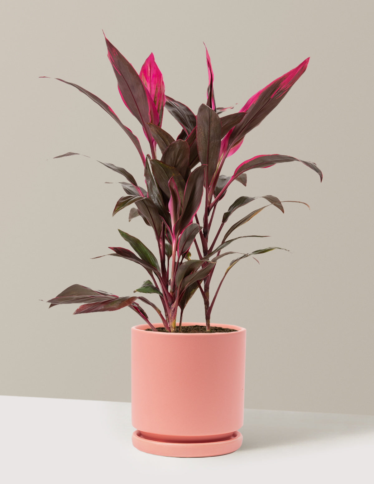 cordyline plant indoor Large Cordyline Red Sister