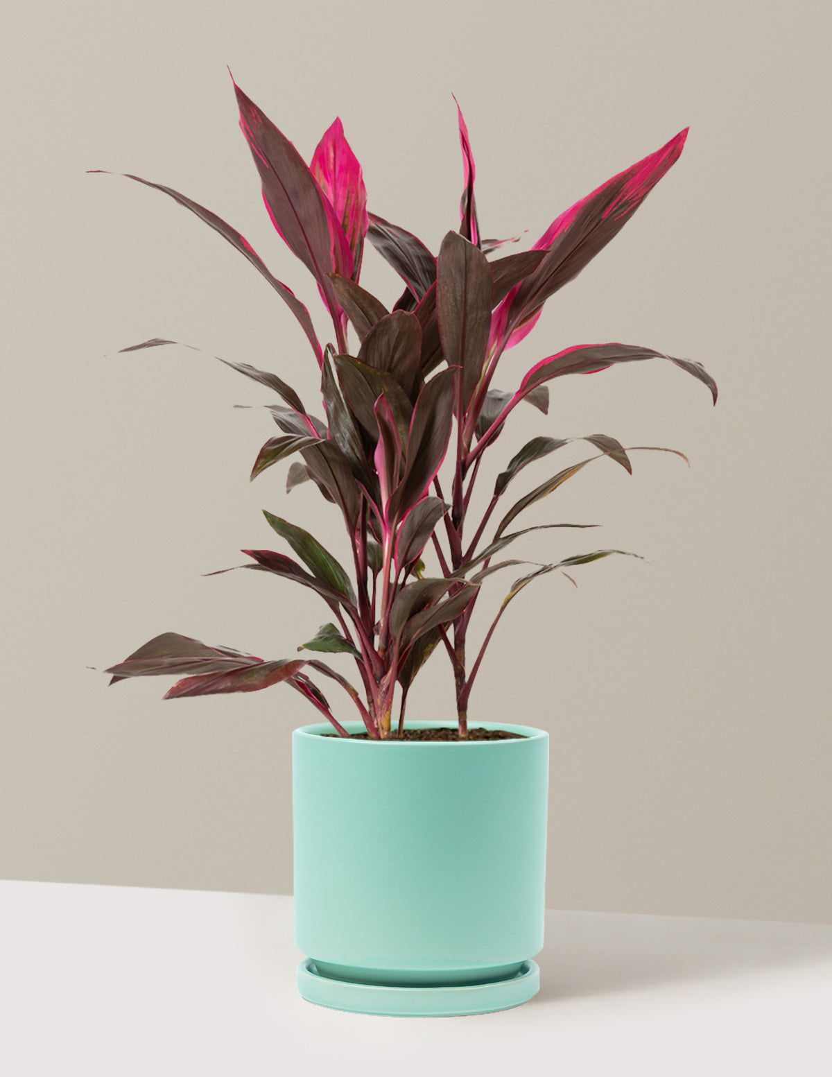 Large Cordyline Red Sister