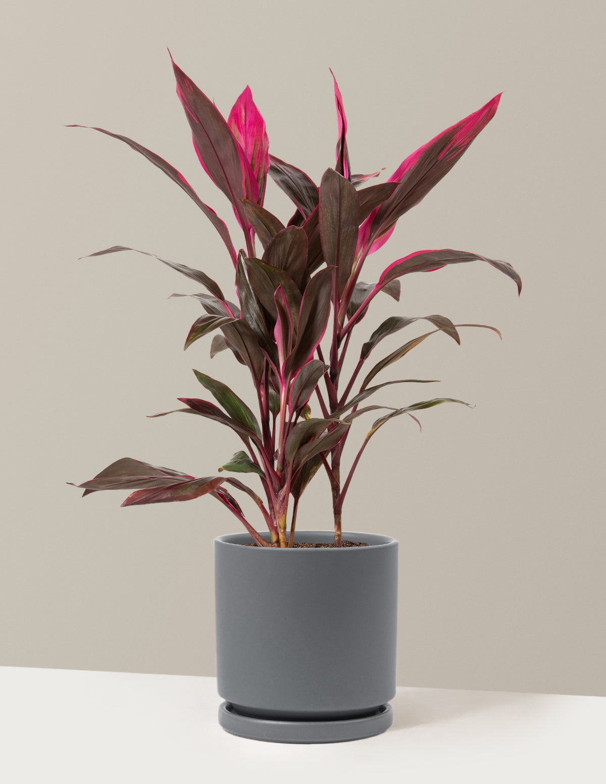 Large Cordyline Red Sister