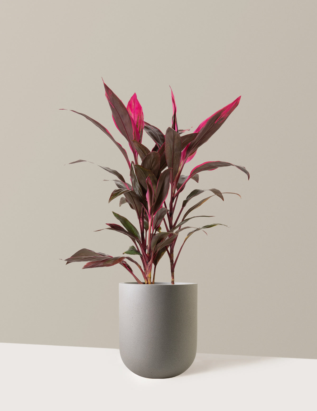 Large Cordyline Red Sister
