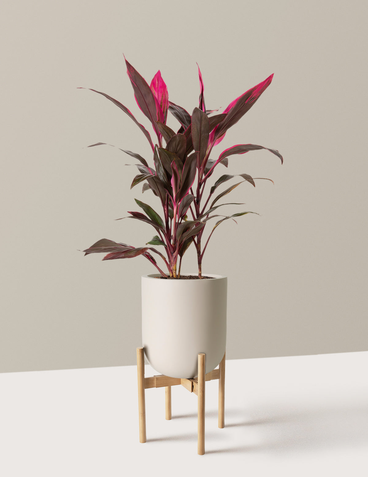 Large Cordyline Red Sister
