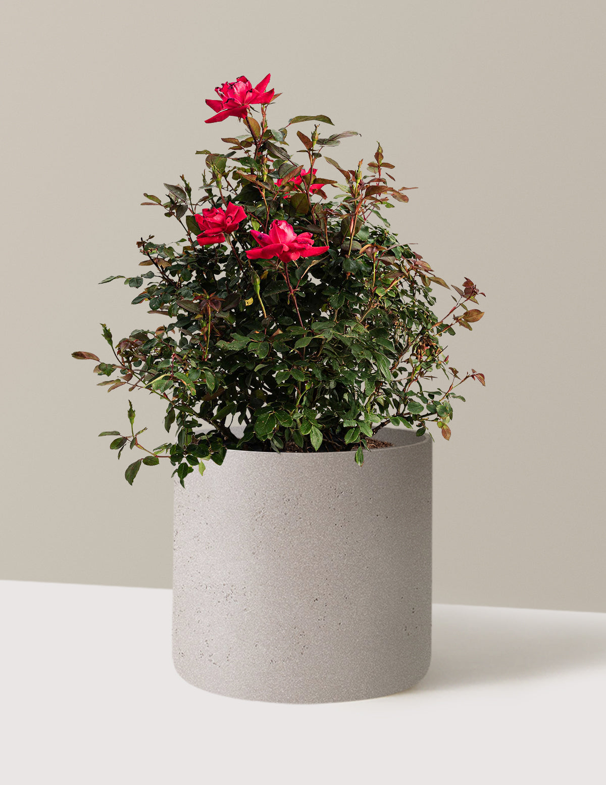 Double Knock Out® Rose