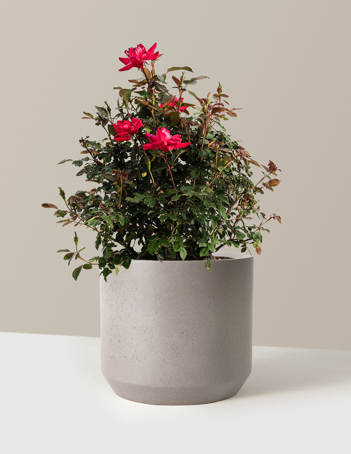 Double Knock Out® Rose