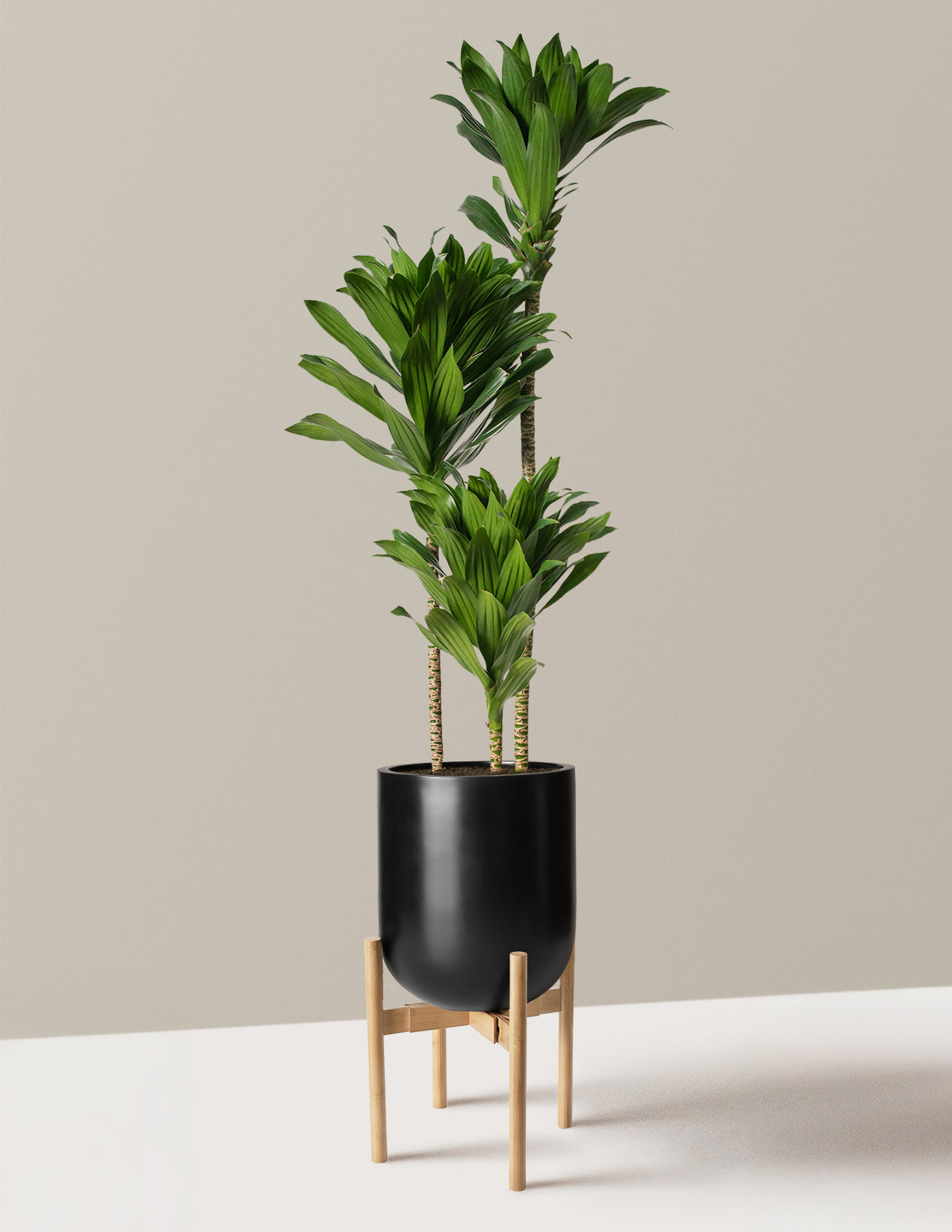 Large Dracaena Compacta Cane