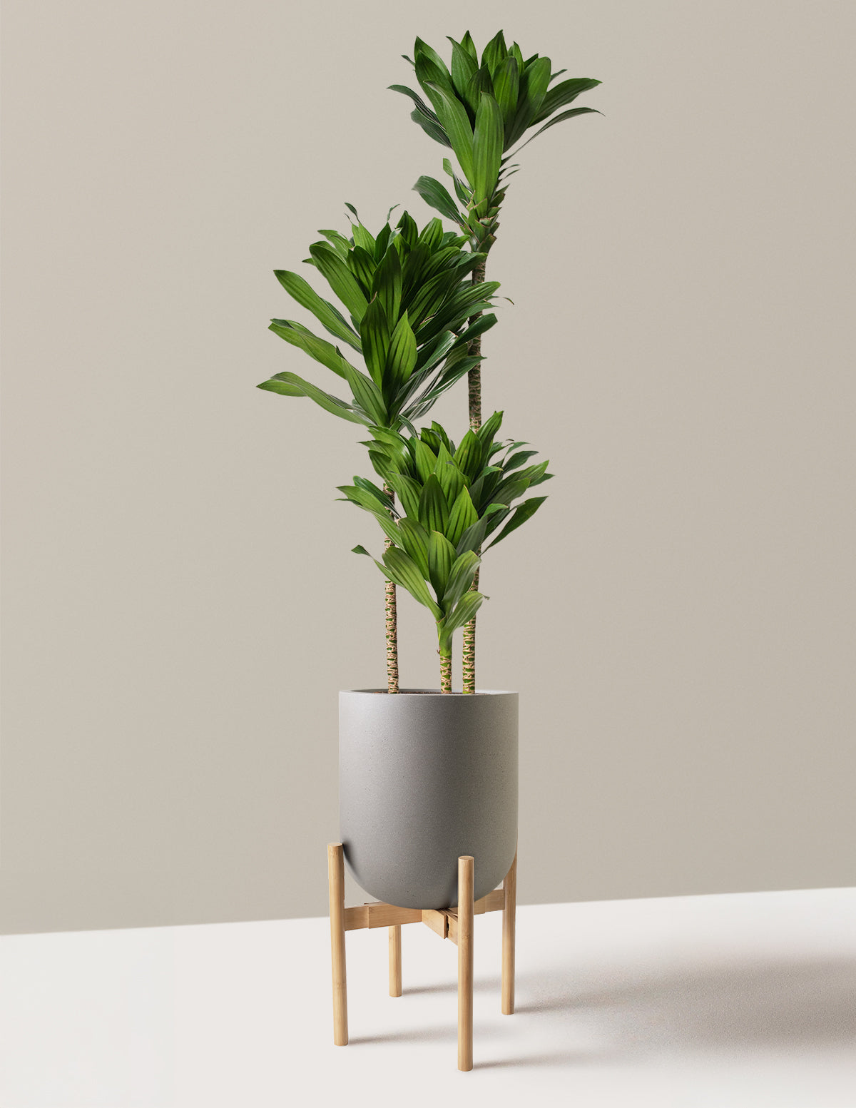 Large Dracaena Compacta Cane