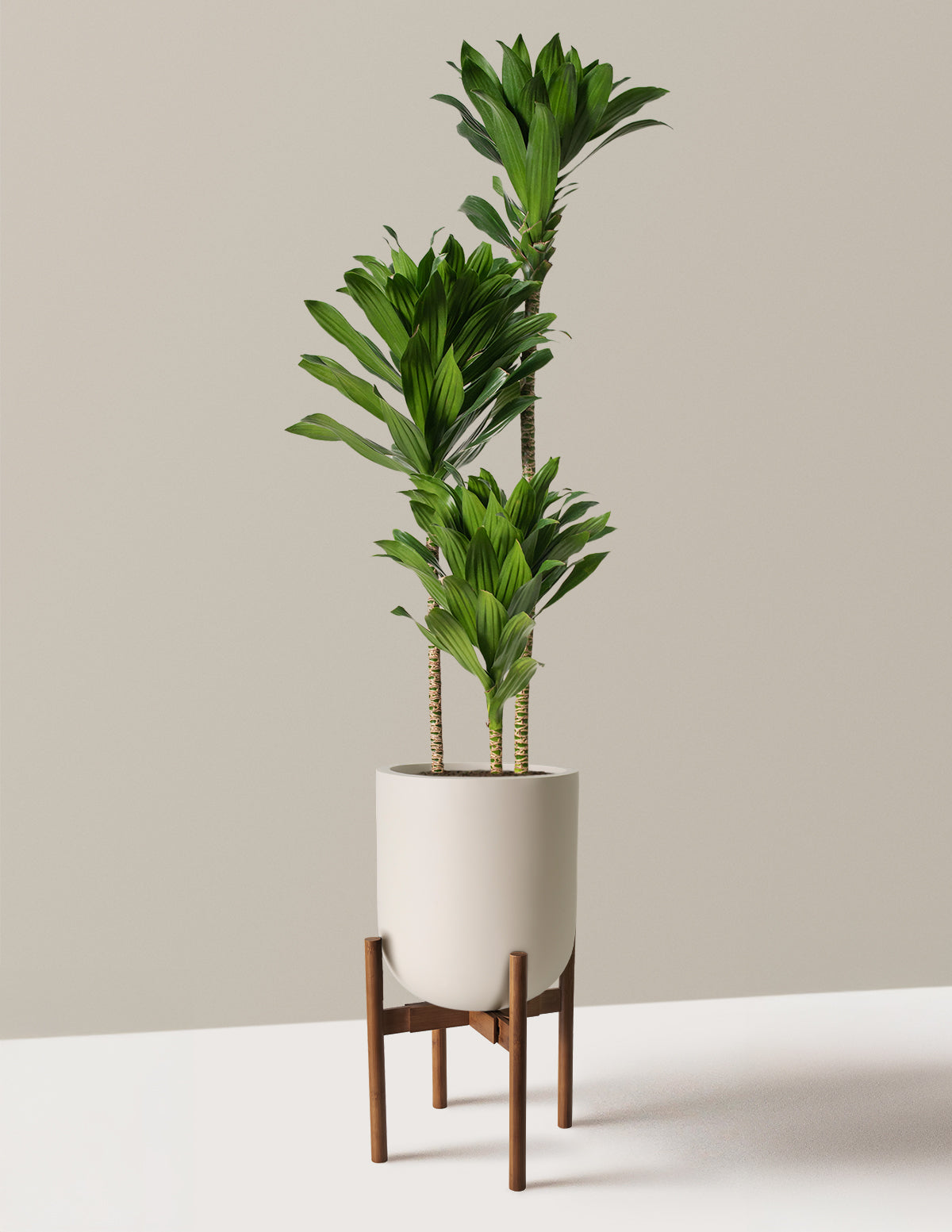 Large Dracaena Compacta Cane