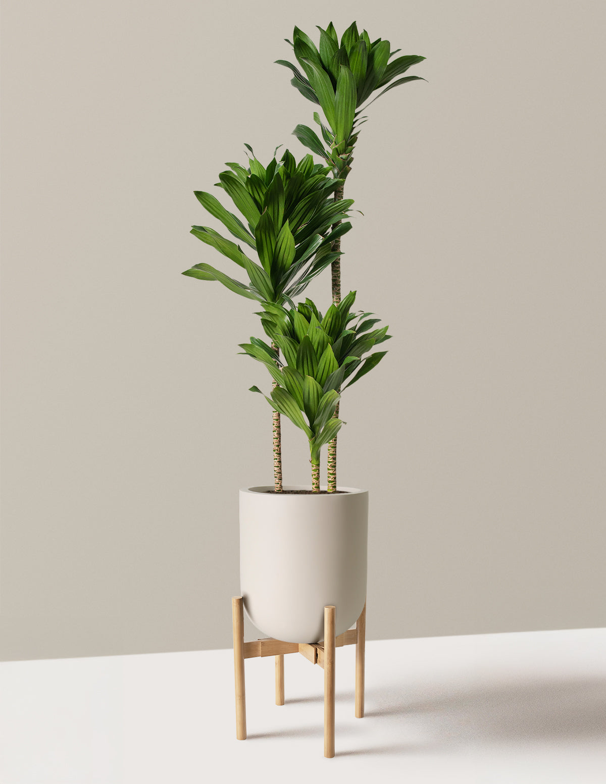 Large Dracaena Compacta Cane