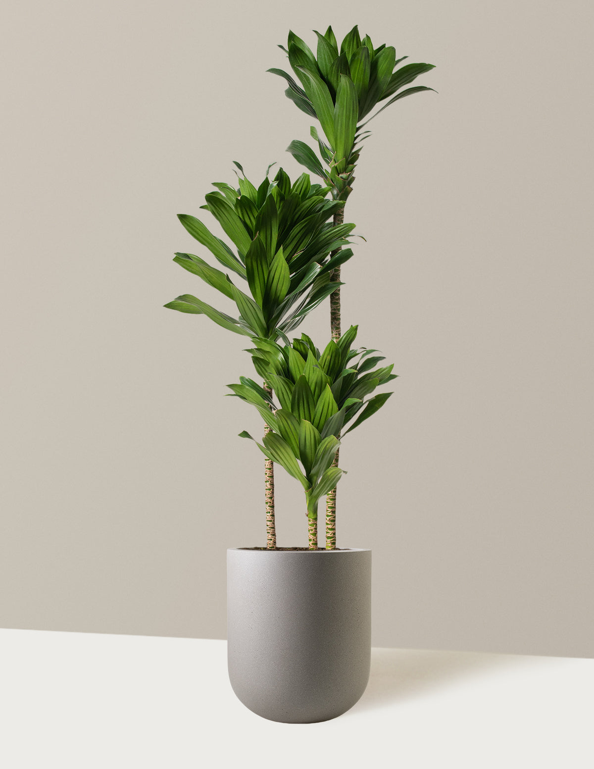Large Dracaena Compacta Cane