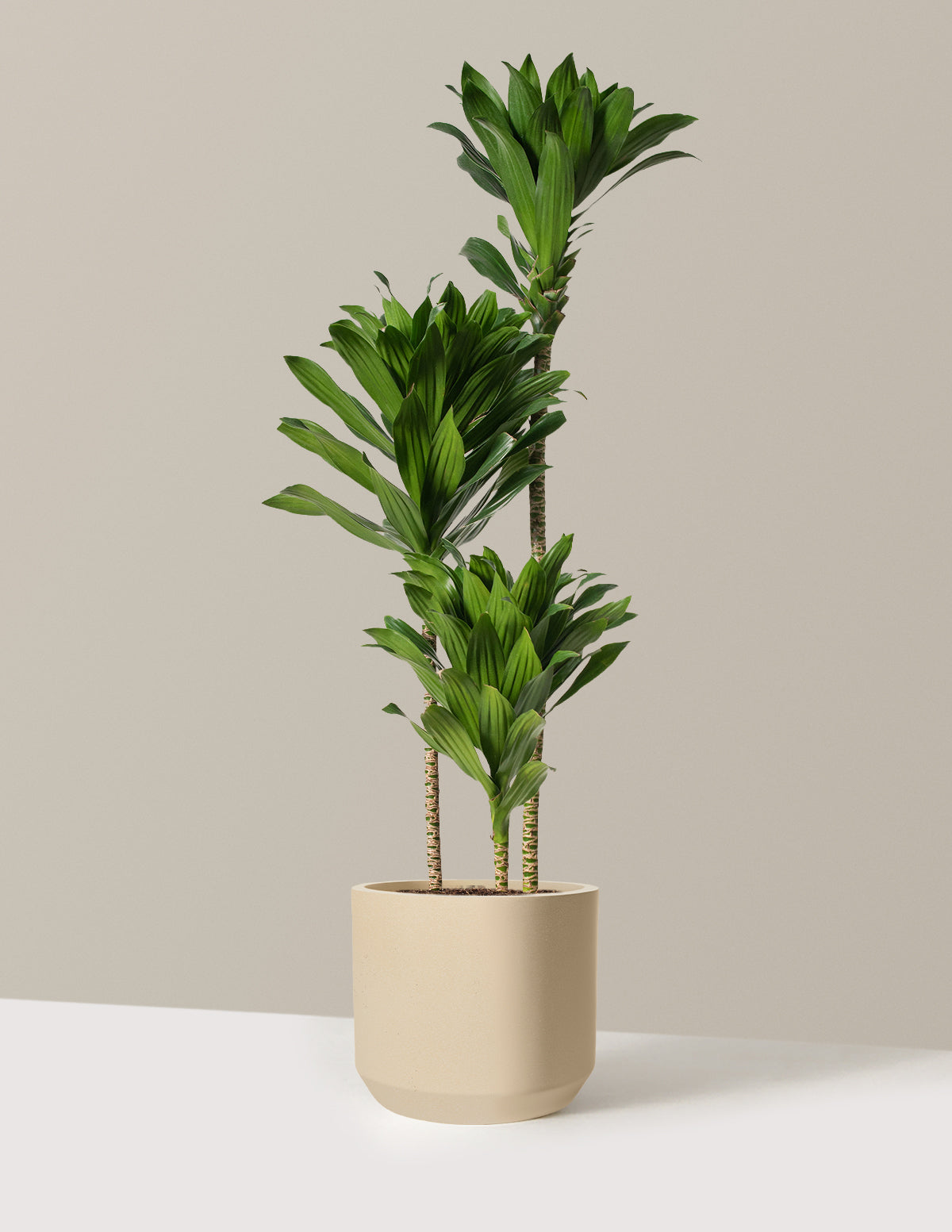 dracaena compacta height Large Dracaena Compacta Cane Houseplant - Large (2' to 4' tall) Sea Glass Planter