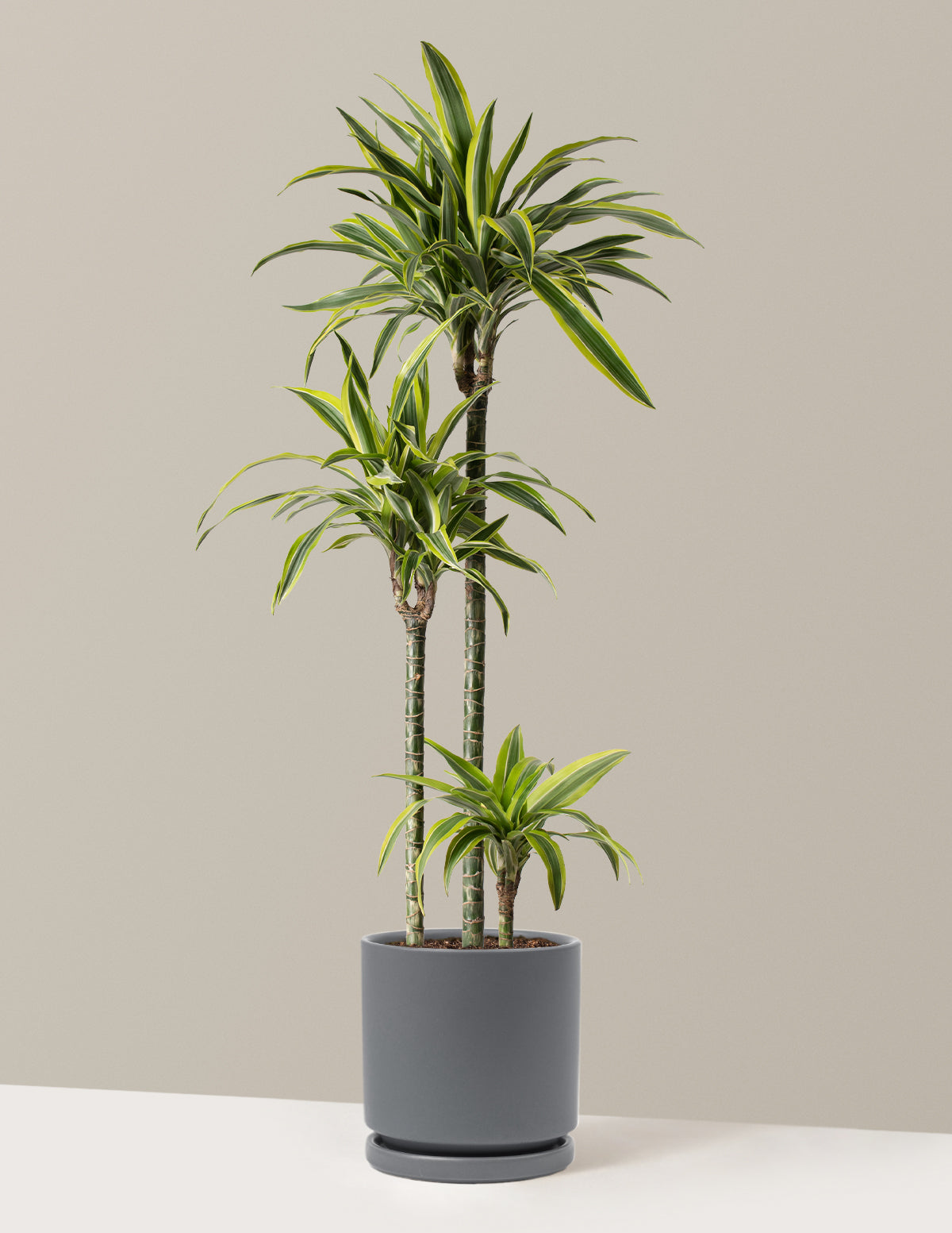 Large Dracaena Lemon Lime