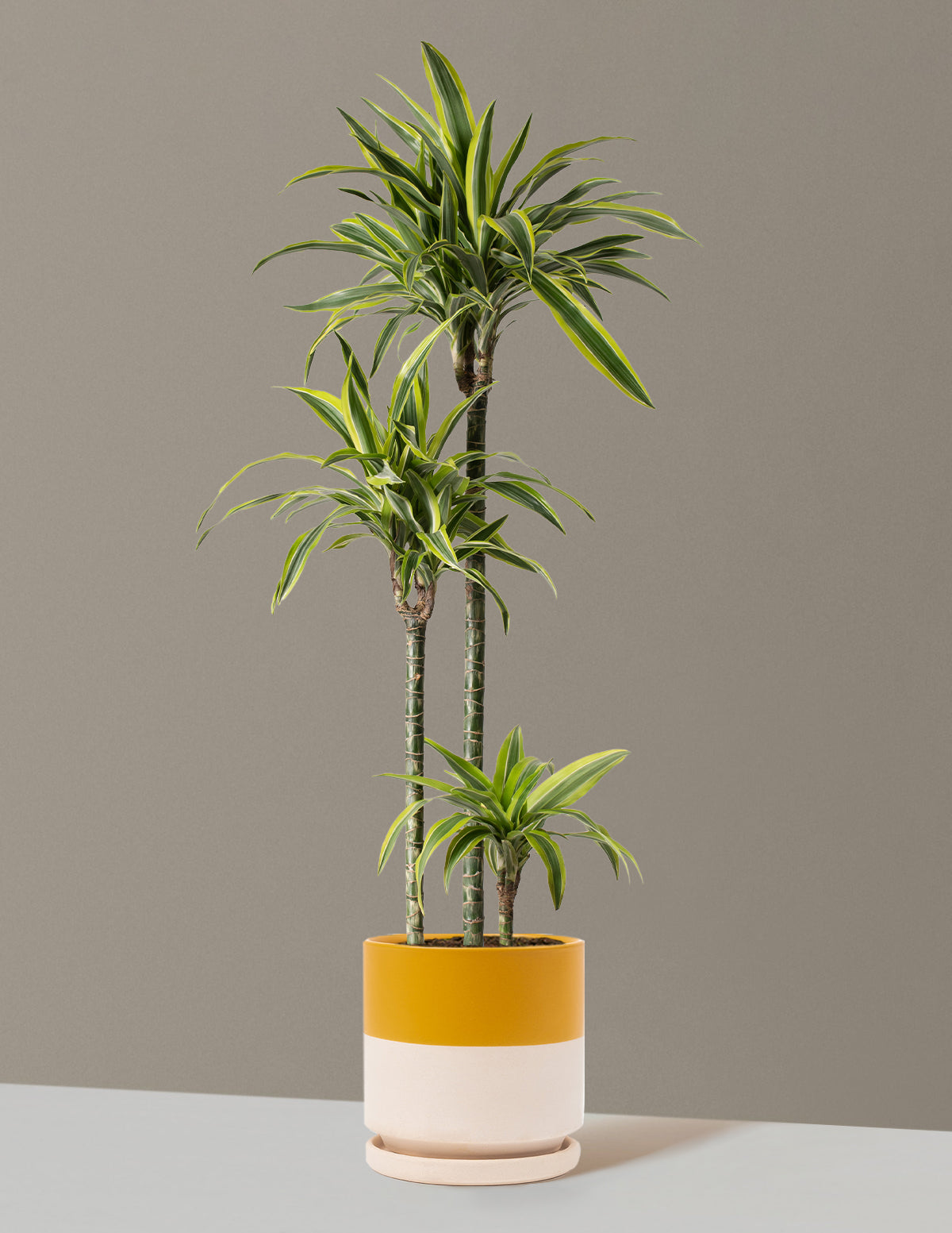 Large Dracaena Lemon Lime