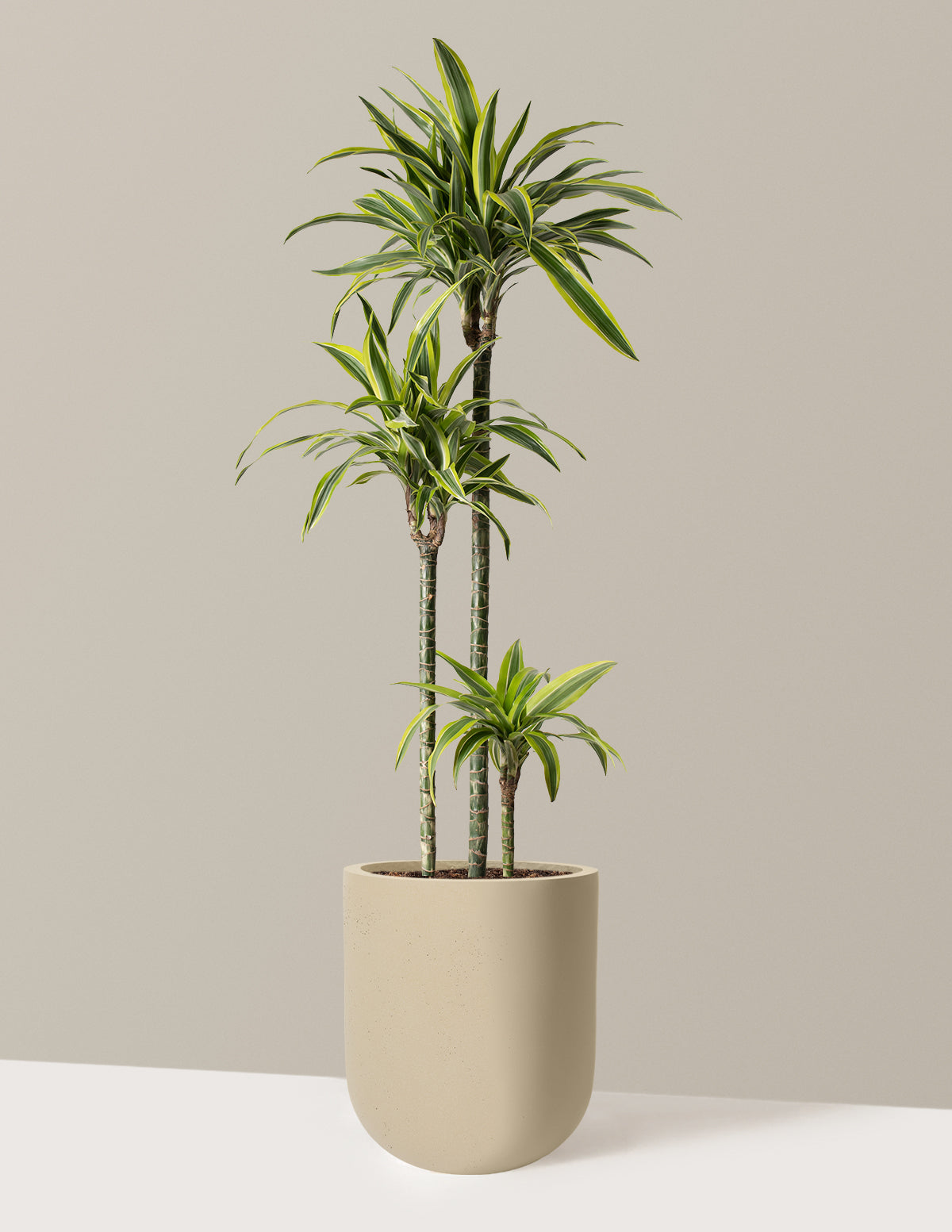 dracaena price Large Dracaena Lemon Lime Houseplant with Planter - Large (30"-40" tall) Sand Planter