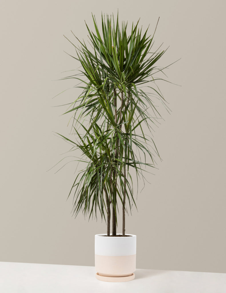 How to care for a Dracaena Marginata Tree