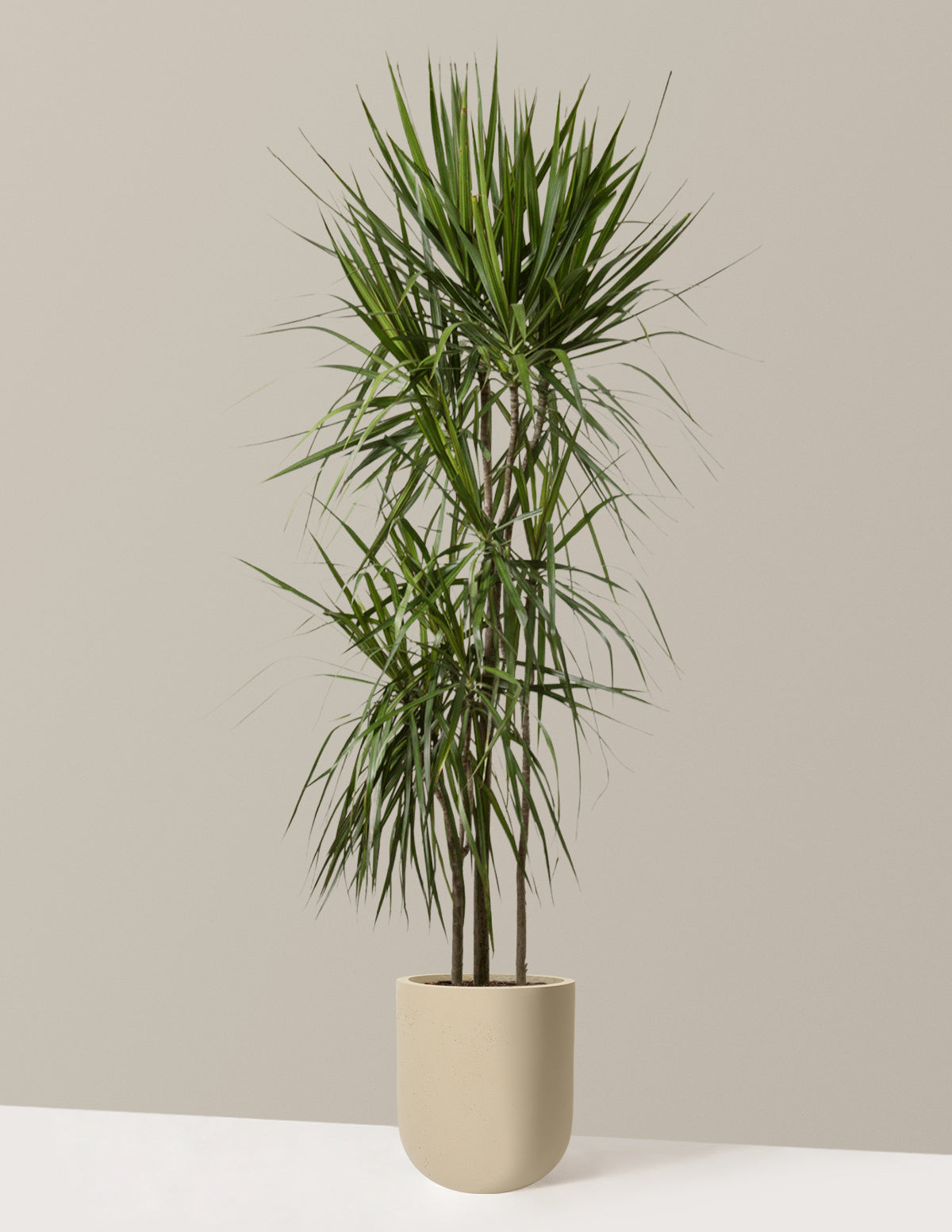 dracaena exterior Dracaena Marginata Tree Houseplant with Planter - Large (2' to 3' tall) Cream Planter